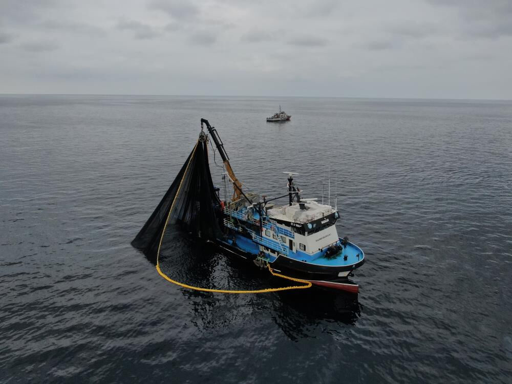 Sofraların vazgeçilmezi, Karadeniz'in gözbebeği için alarm verildi! Hamsi'de tehlike büyük... - 4. Resim