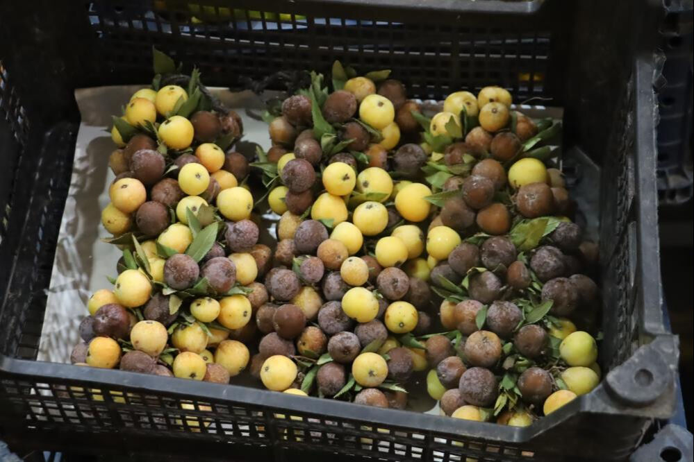 İki yılda bir yetişiyor! Herkes bilmiyor, üvez meyvesi çürüyünce yeniyor - 1. Resim