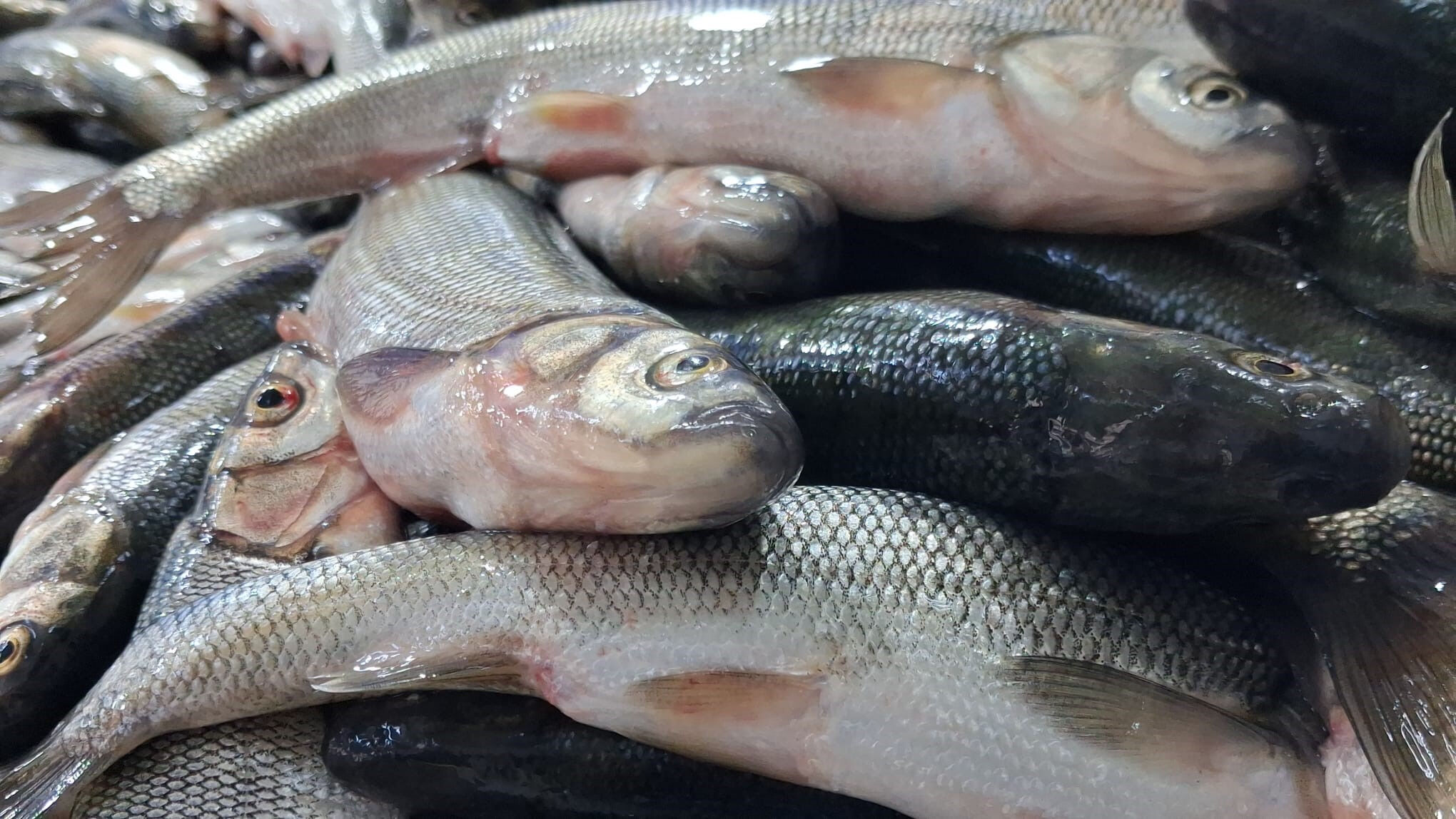İnci kefali tezgahların en çok tercih edilen balığı oldu: Hem uygun fiyatlı hem de çok lezzetli! - 3. Resim