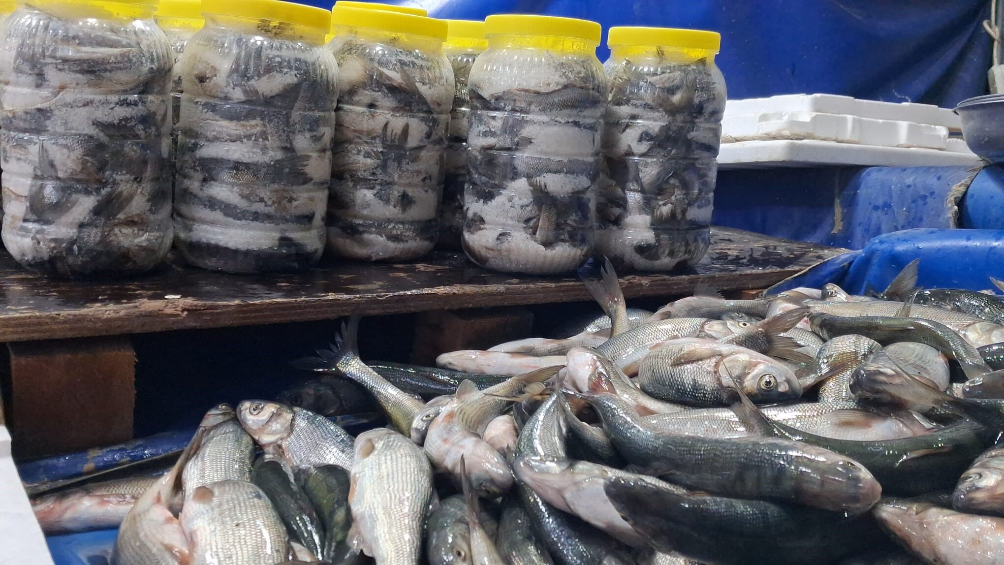 İnci kefali tezgahların en çok tercih edilen balığı oldu: Hem uygun fiyatlı hem de çok lezzetli! - 2. Resim