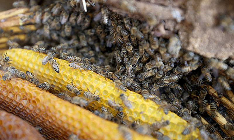 Kayınpederinden öğrendiği mirası yaşatıyor! Kilosu 1750, sipariş yağıyor - 3. Resim