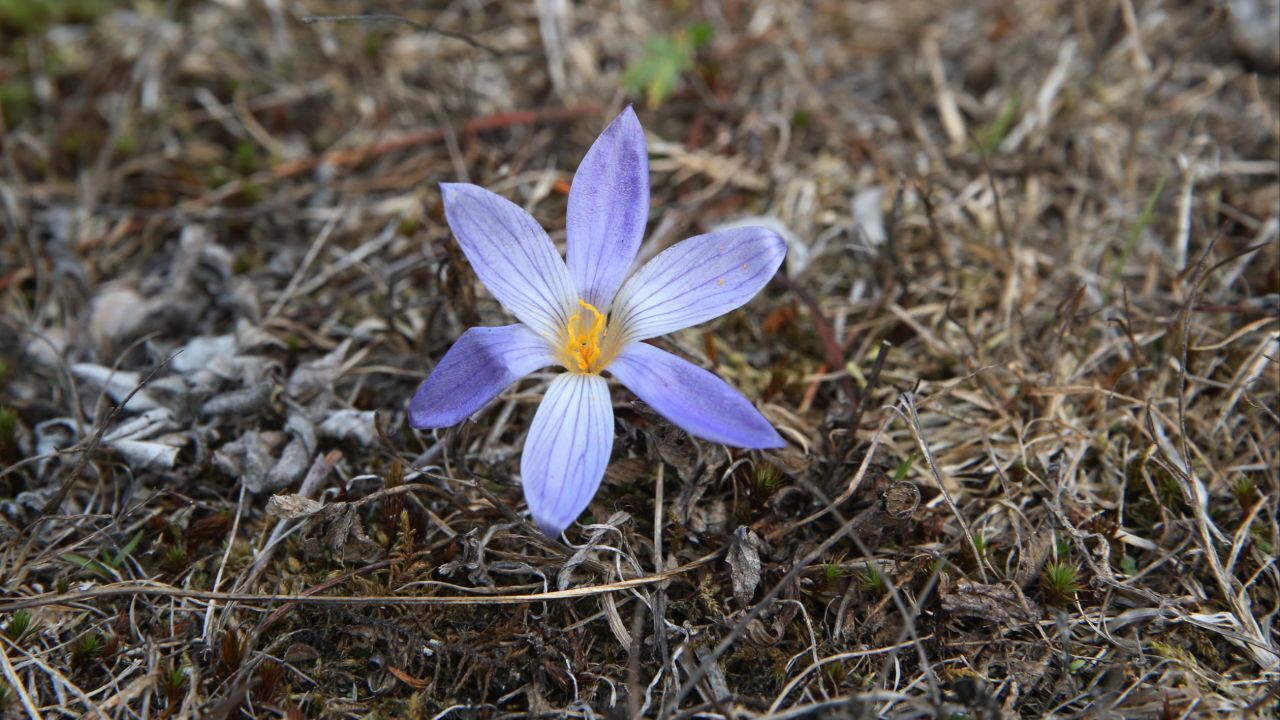 Yaşam