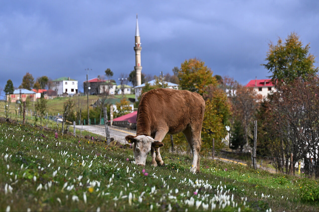 Kışı haber veren çiçek Munzur Vadisini süsledi: Dağlar ağlıyor, vargit açtı! Kışı haber veren çiçek Munzur Vadisini süsledi: Dağlar ağlıyor, vargit açtı! - 2. Resim