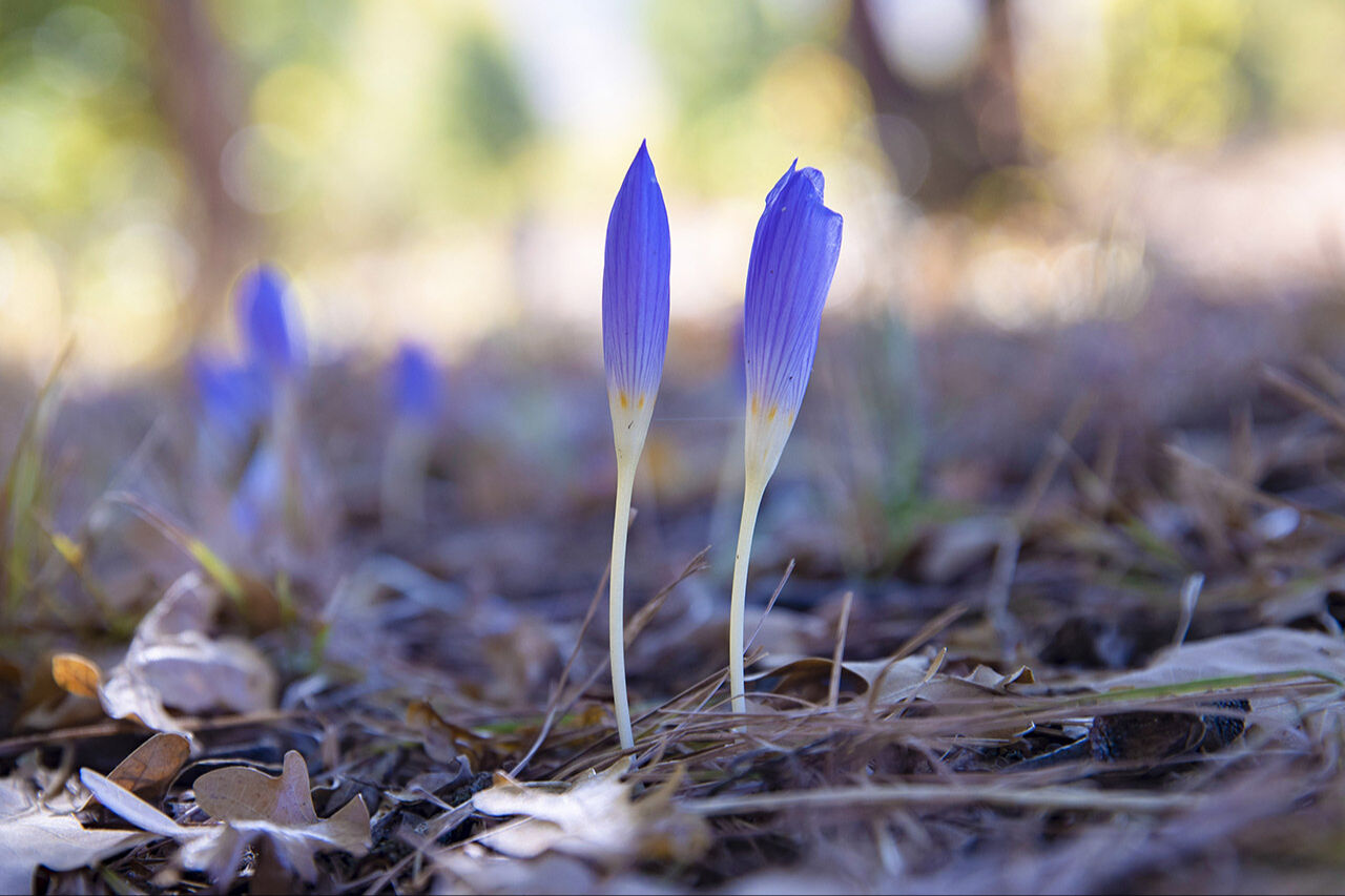 Kışı haber veren çiçek Munzur Vadisini süsledi: Dağlar ağlıyor, vargit açtı! - 2. Resim