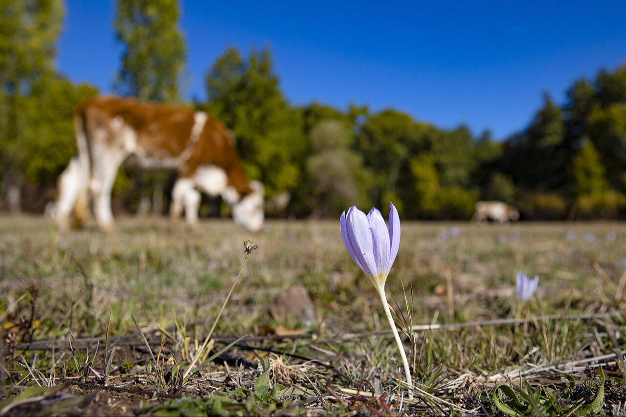 Kışı haber veren çiçek Munzur Vadisini süsledi: Dağlar ağlıyor, vargit açtı! - 1. Resim