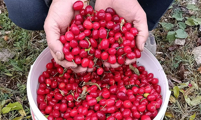 Pazarda kapış kapış gidiyor, kilosu 150 TL! İyi gelmediği hastalık yok - 1. Resim