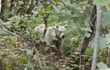 Rize'de görüntülenen beyaz ayının sırrı çözüldü!