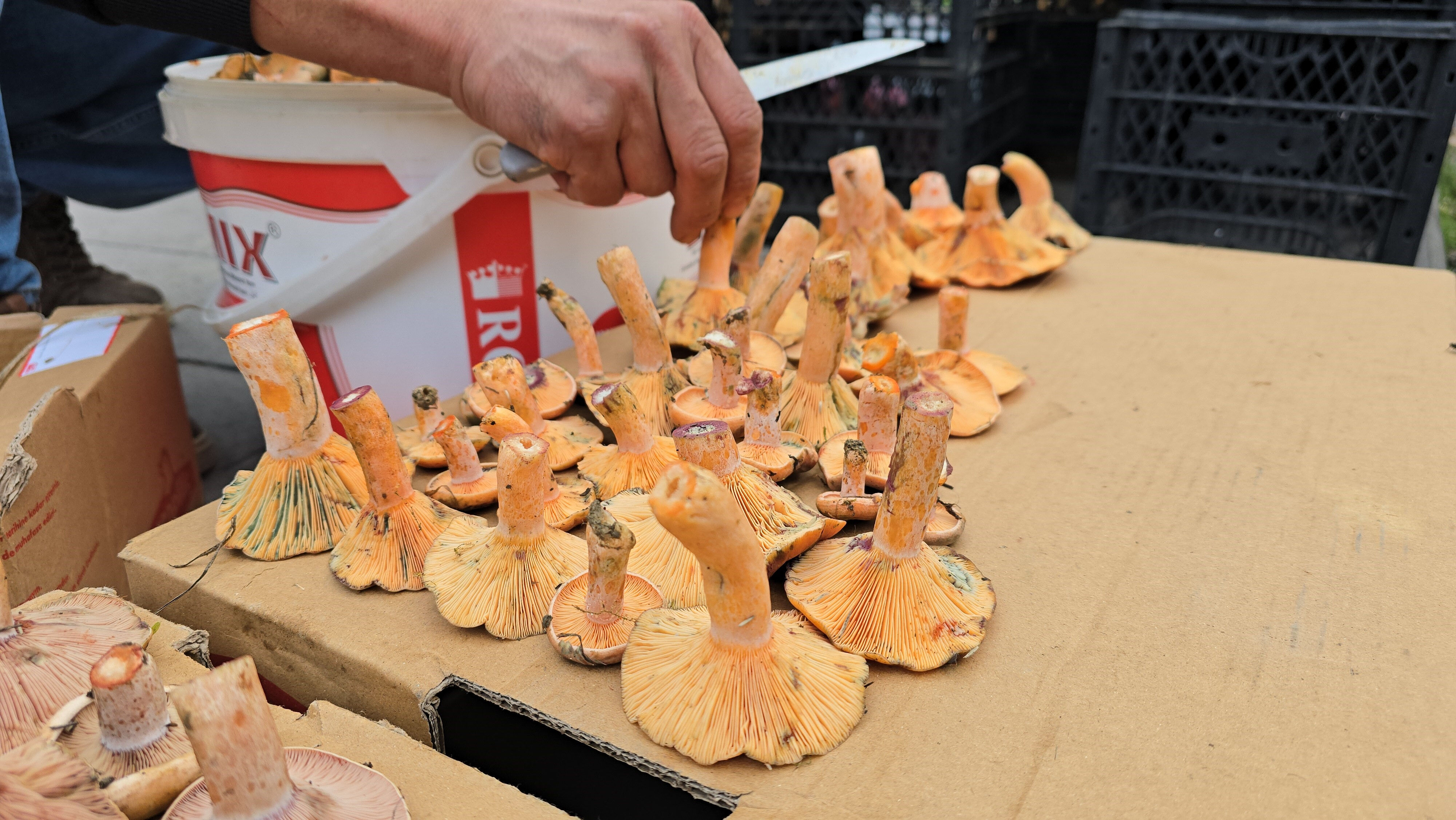 Tezgahlar doldu taştı, fiyatı dikkat çekti! 500 TL'ye alıcı buluyor - 3. Resim