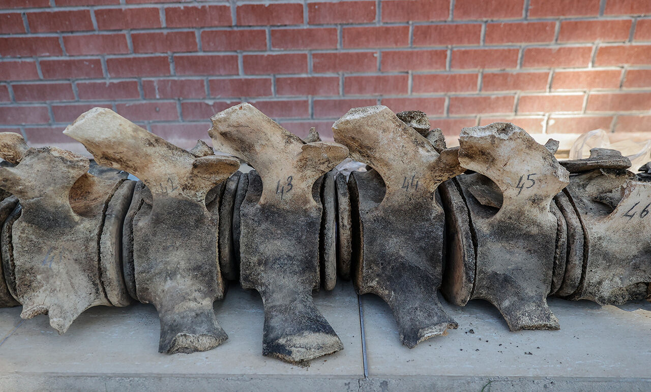 Fin balinasının kemikleri birleştirilmeyi bekliyor! Mersin'de üniversite bahçesine gömülen - 7. Resim