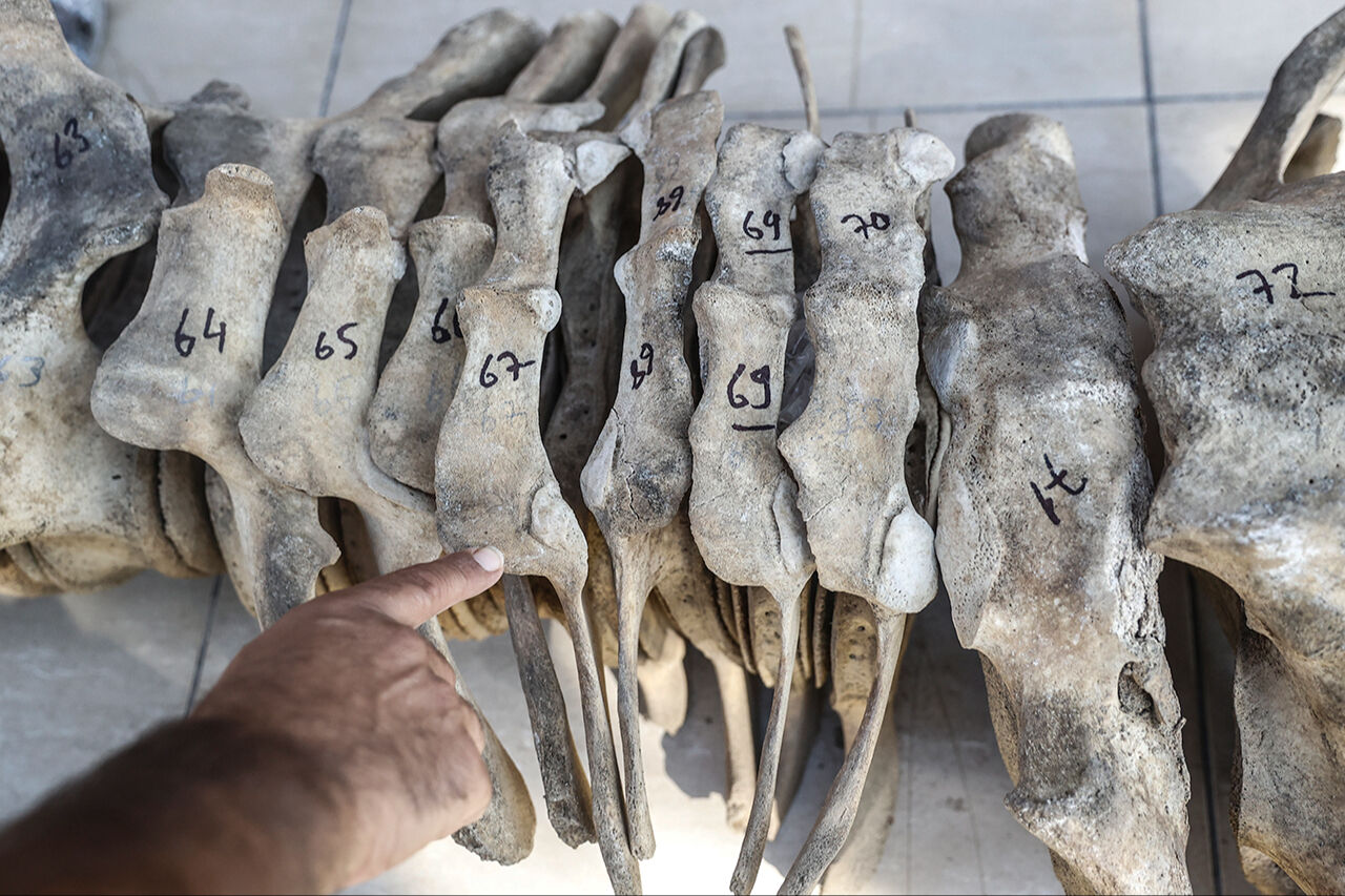 Fin balinasının kemikleri birleştirilmeyi bekliyor! Mersin'de üniversite bahçesine gömülen - 1. Resim