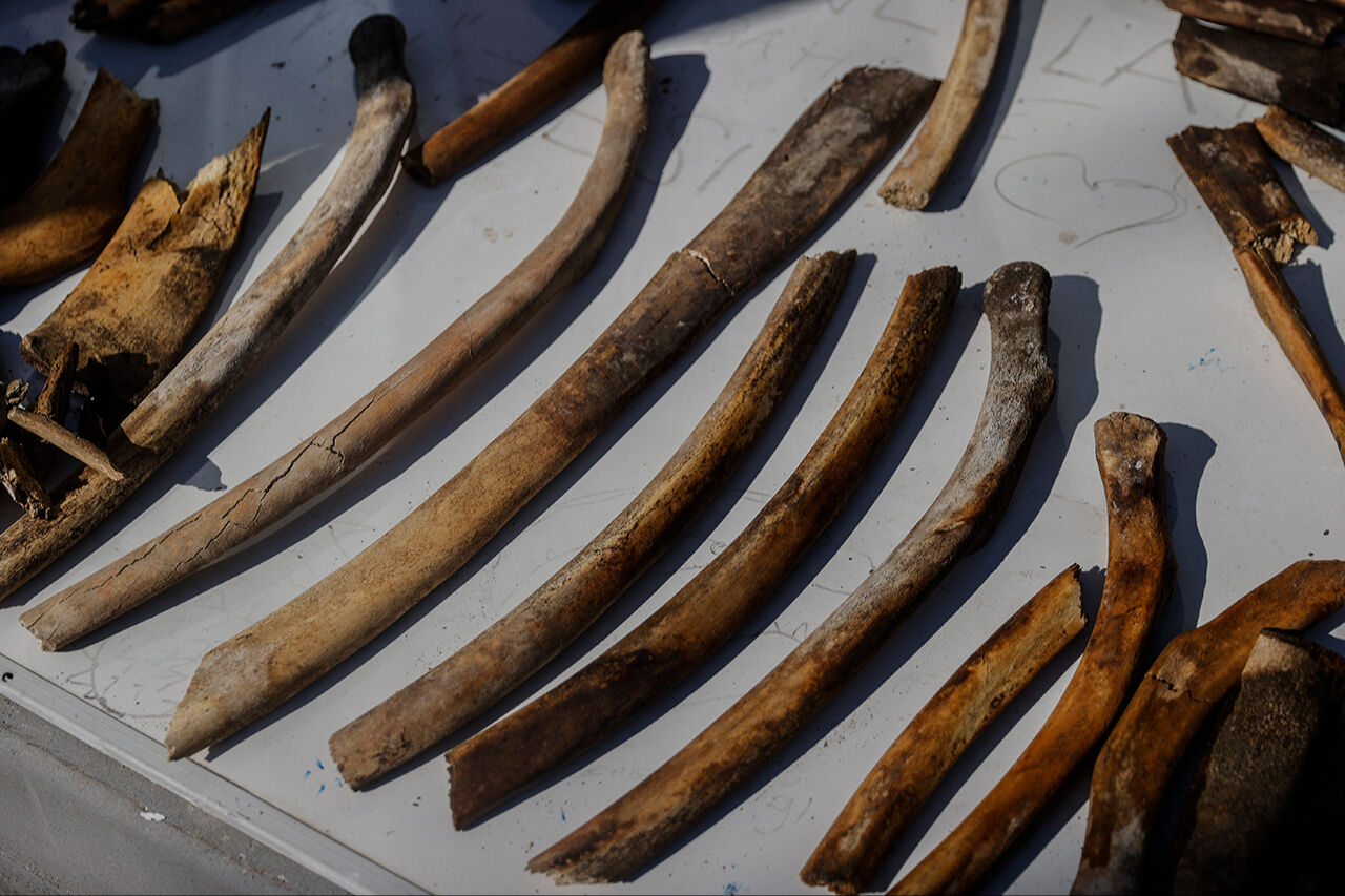 Fin balinasının kemikleri birleştirilmeyi bekliyor! Mersin'de üniversite bahçesine gömülen - 6. Resim