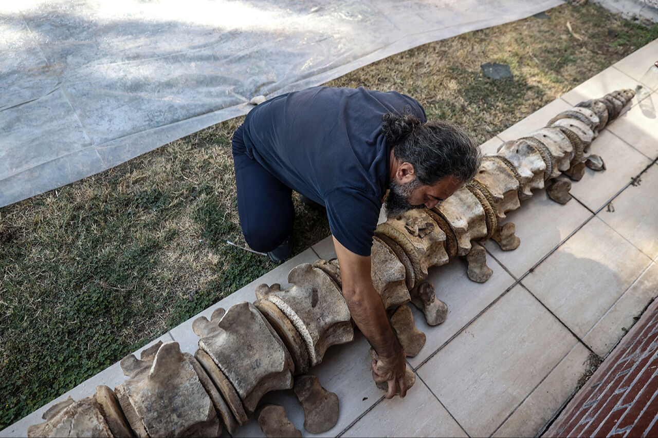 Fin balinasının kemikleri birleştirilmeyi bekliyor! Mersin'de üniversite bahçesine gömülen - 5. Resim