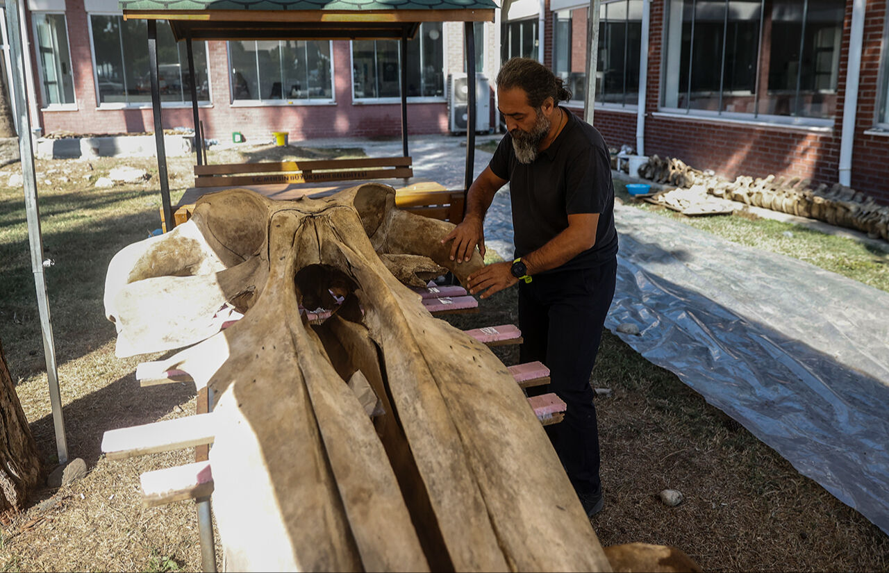 Fin balinasının kemikleri birleştirilmeyi bekliyor! Mersin'de üniversite bahçesine gömülen - 2. Resim