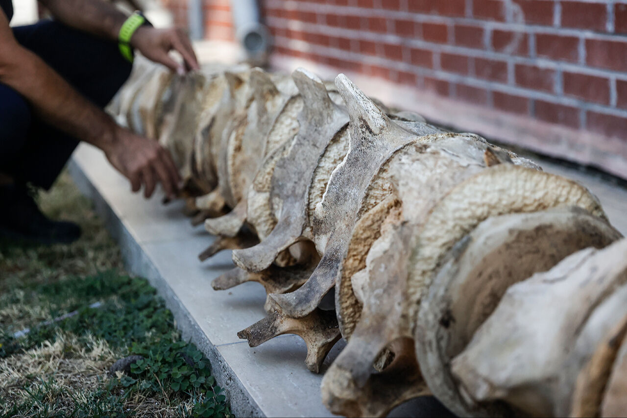 Fin balinasının kemikleri birleştirilmeyi bekliyor! Mersin'de üniversite bahçesine gömülen - 4. Resim