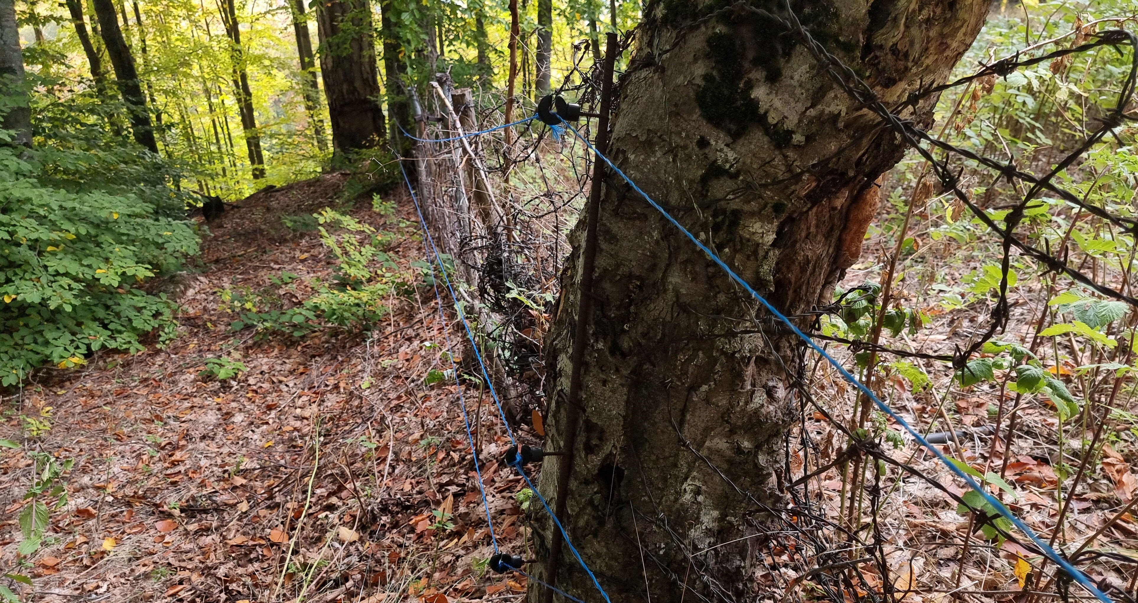 Hasatta ilk gün bitti diye sevinirken hayatının şokunu yaşadı! Binlerce liralık zararı var - 1. Resim