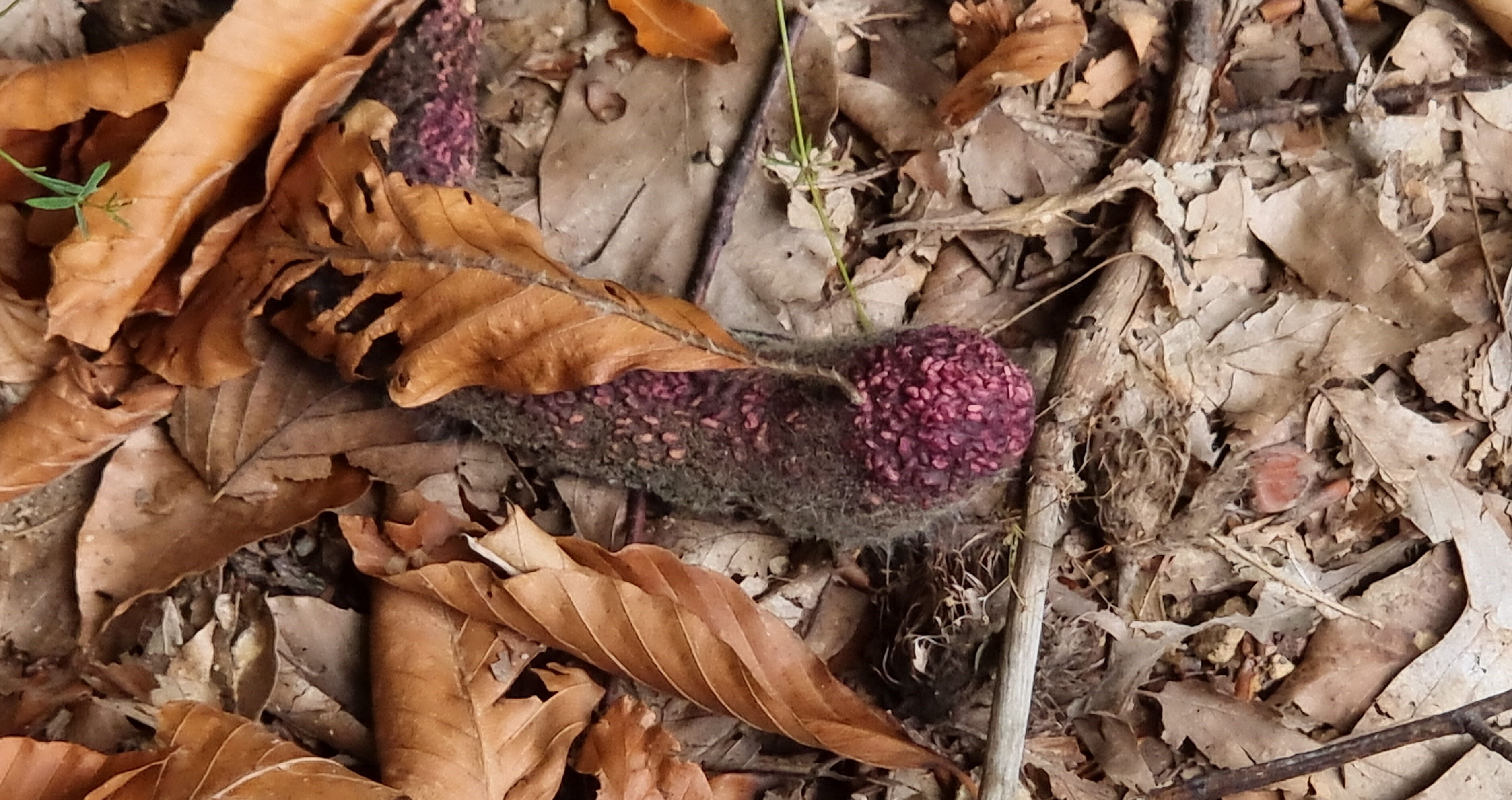 Hasatta ilk gün bitti diye sevinirken hayatının şokunu yaşadı! Binlerce liralık zararı var - 2. Resim