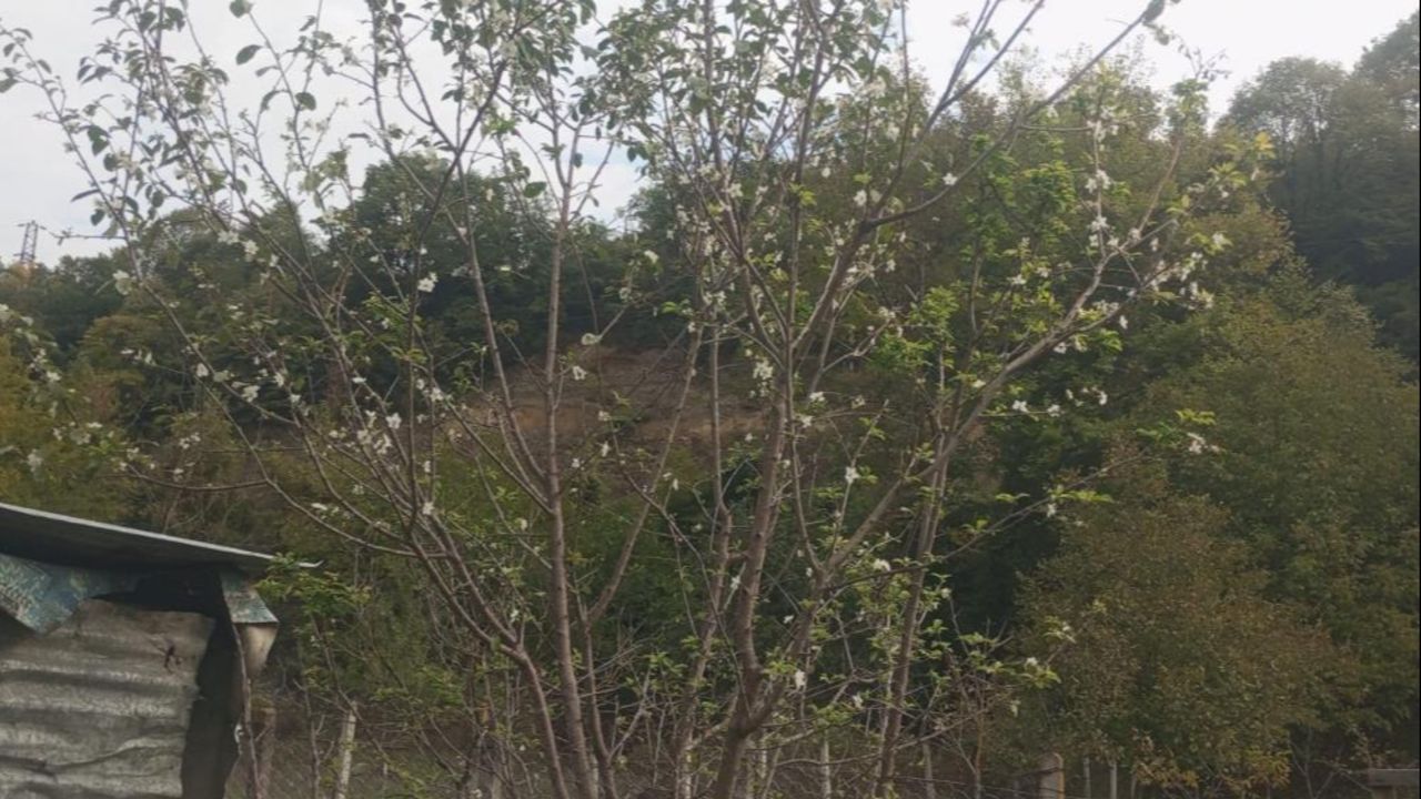 Yaşam
