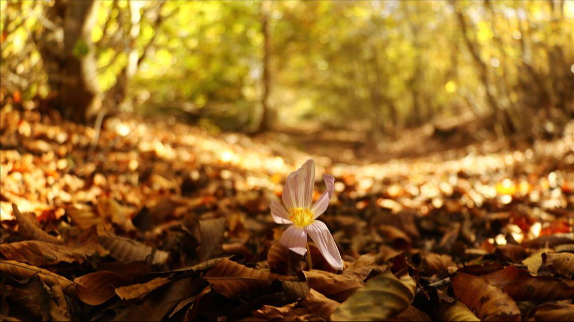 Sonbaharda girerken bedeniniz ne söylüyor? İşte yorgun ve keyifsiz hissetmenizin 4 nedeni - 1. Resim