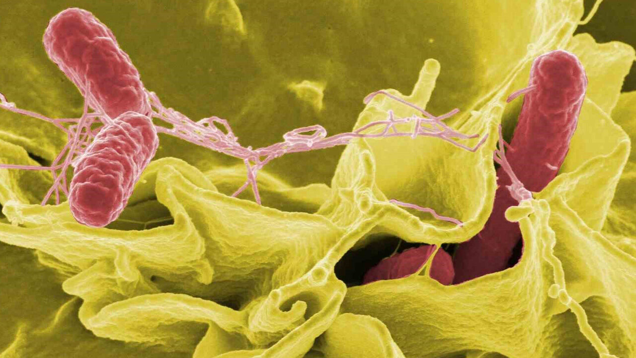 Tavuk eti doğru pişirilmezse ölümcül olabiliyor! İşte uzmandan kritik uyarılar Tavuk eti doğru pişirilmezse ölümcül olabiliyor! İşte uzmandan kritik uyarılar - 1. Resim