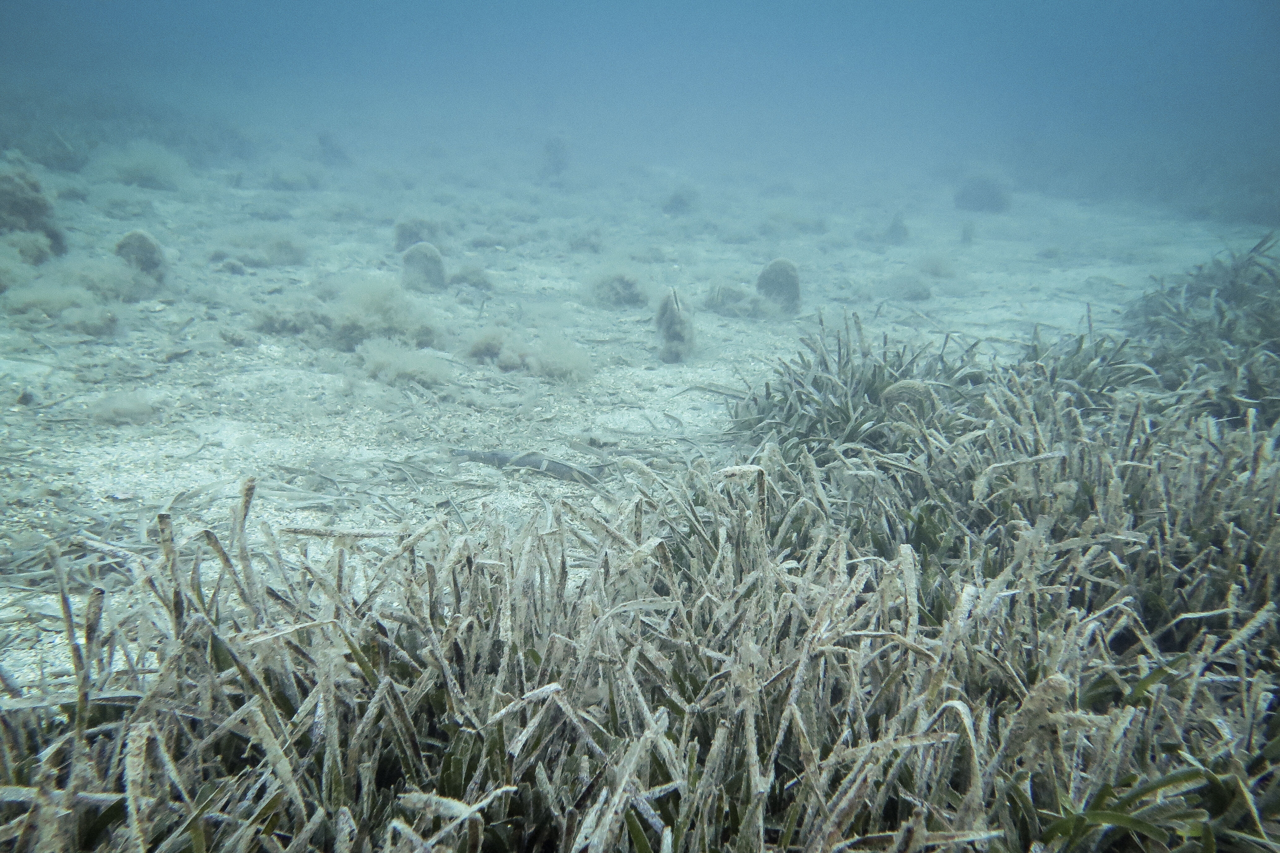 Uzmanlar inceledi: Müsilaj yok ama Marmara hâlâ kırılgan - 1. Resim