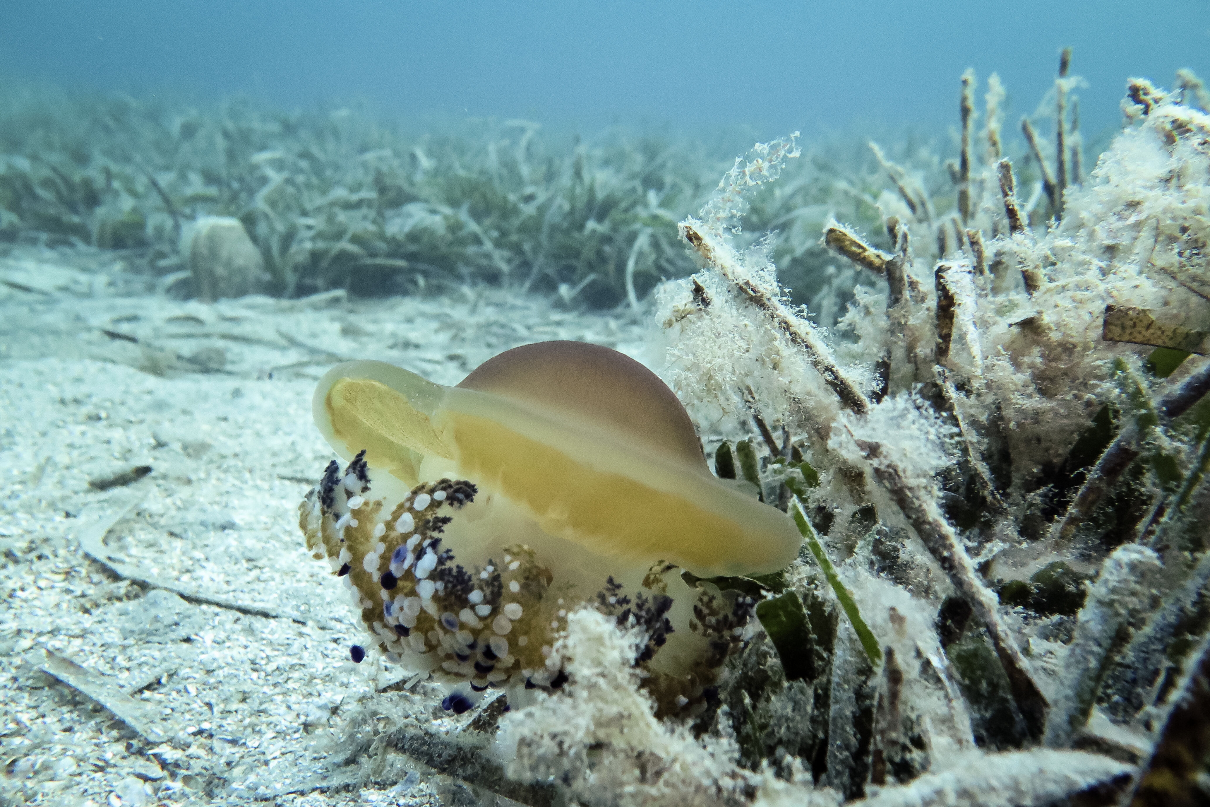 Uzmanlar inceledi: Müsilaj yok ama Marmara hâlâ kırılgan - 2. Resim