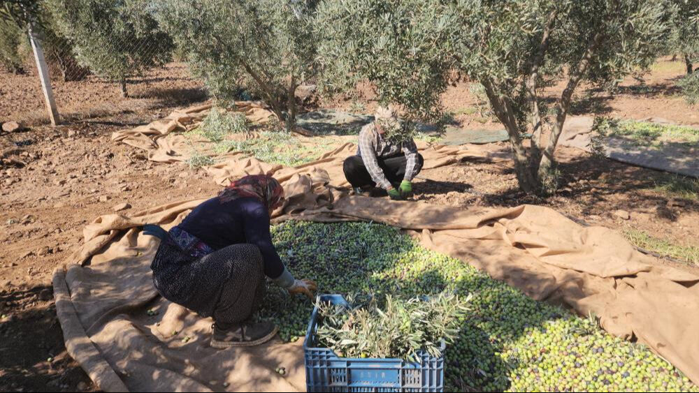 Verimli Amik Ovası'nda hasat başladı! Sofraların vazgeçilmezi, bahçede kilosu 55 lira... - 3. Resim