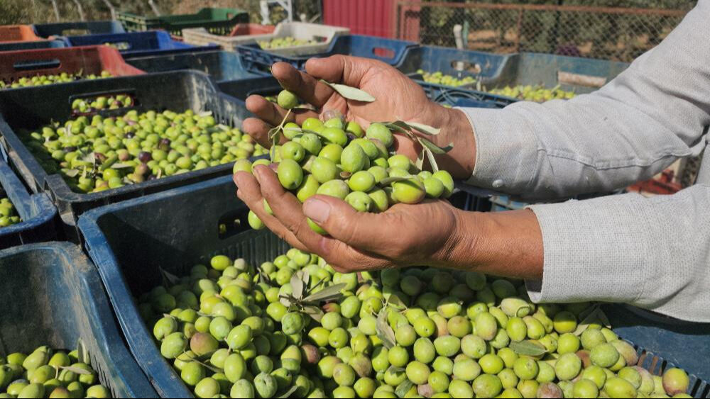 Verimli Amik Ovası'nda hasat başladı! Sofraların vazgeçilmezi, bahçede kilosu 55 lira... - 1. Resim