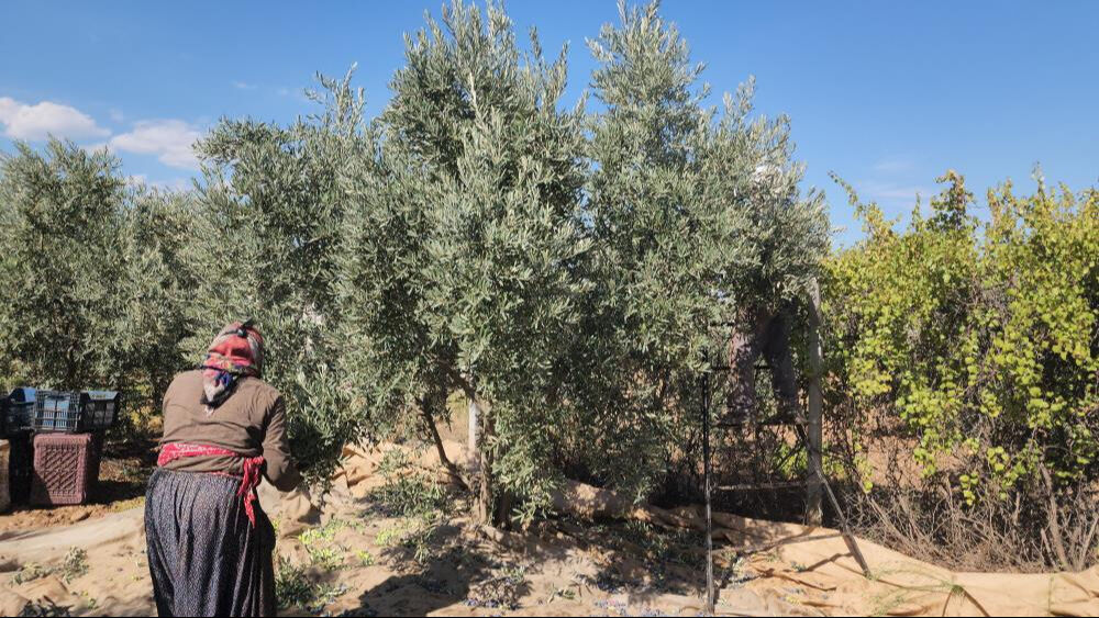 Verimli Amik Ovası'nda hasat başladı! Sofraların vazgeçilmezi, bahçede kilosu 55 lira... - 2. Resim