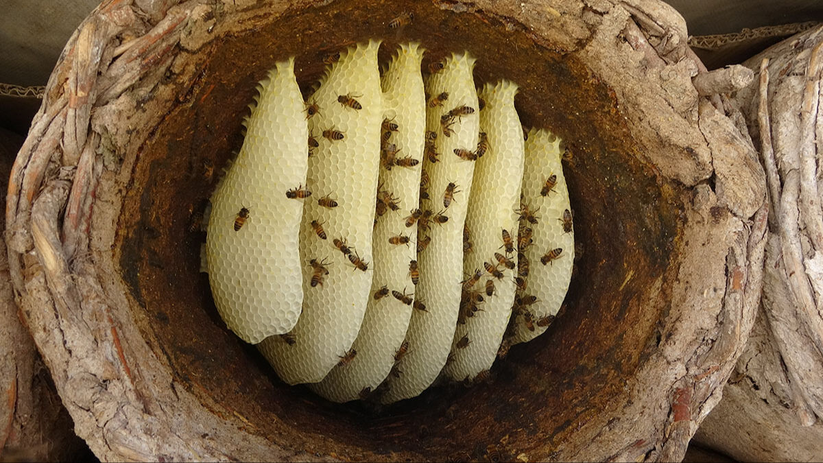 Bitlis karakovan balı için hasat dönemi başladı: Tadı dünya çapında benzersiz, fiyatı belli oldu - 5. Resim
