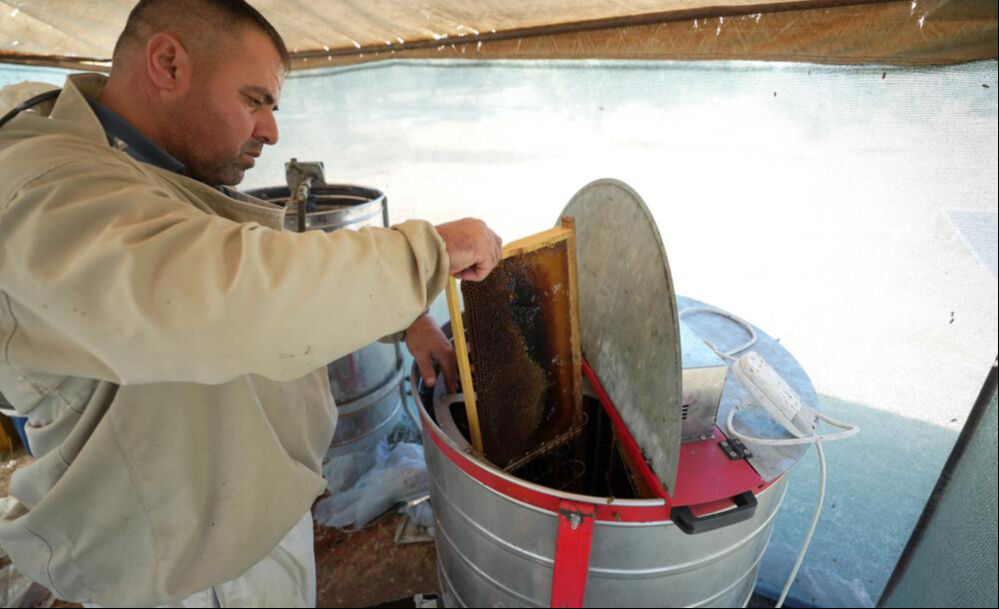 Çam balında 20 bin ton rekolte beklentisi... Tenekesi 5 bin 300 liradan alıcı buluyor - 1. Resim
