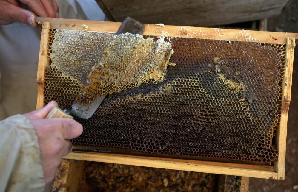 Çam balında 20 bin ton rekolte beklentisi... Tenekesi 5 bin 300 liradan alıcı buluyor - 2. Resim