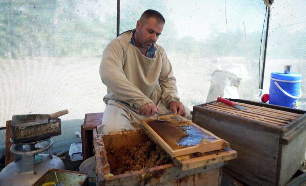 Çam balında 20 bin ton rekolte beklentisi... Tenekesi 5 bin 300 liradan alıcı buluyor - 3. Resim