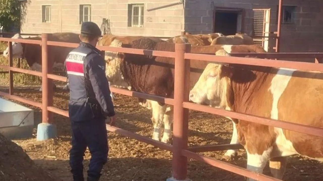 Hayvanlarını yemlerken boğanın saldırısına uğradı, kurtarılamadı Hayvanlarını yemlerken boğanın saldırısına uğradı, kurtarılamadı