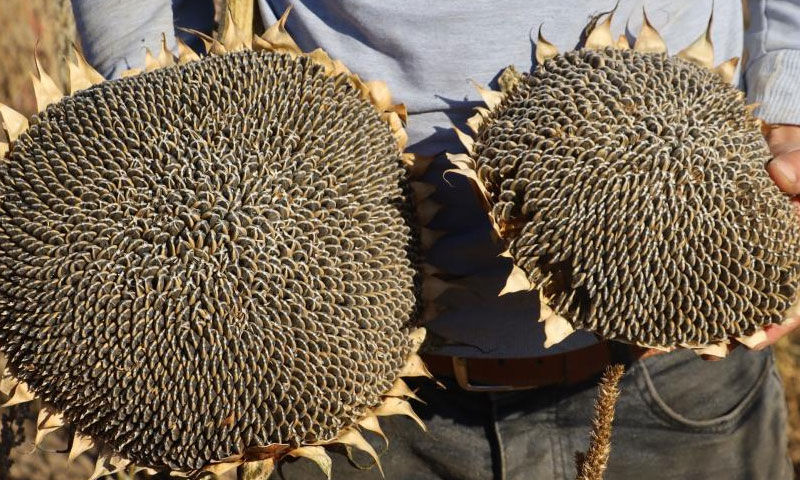 Sivas’ta hasat sevinci yüz güldürdü… Dönüm başına 300 kilo ürün alınacak - 4. Resim