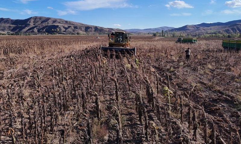 Sivas’ta hasat sevinci yüz güldürdü… Dönüm başına 300 kilo ürün alınacak - 3. Resim