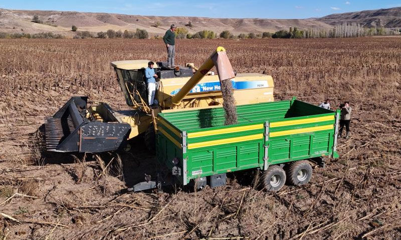 Sivas’ta hasat sevinci yüz güldürdü… Dönüm başına 300 kilo ürün alınacak - 2. Resim