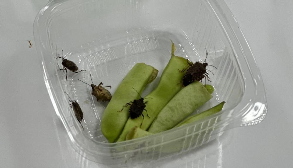 Türkiye, kokarca böceği sayısında en yoğun dönemi yaşıyor! Uzmanlar iki aya dikkat çekip uyardı - 2. Resim