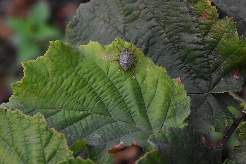 Türkiye, kokarca böceği sayısında en yoğun dönemi yaşıyor! Uzmanlar iki aya dikkat çekip uyardı - 1. Resim