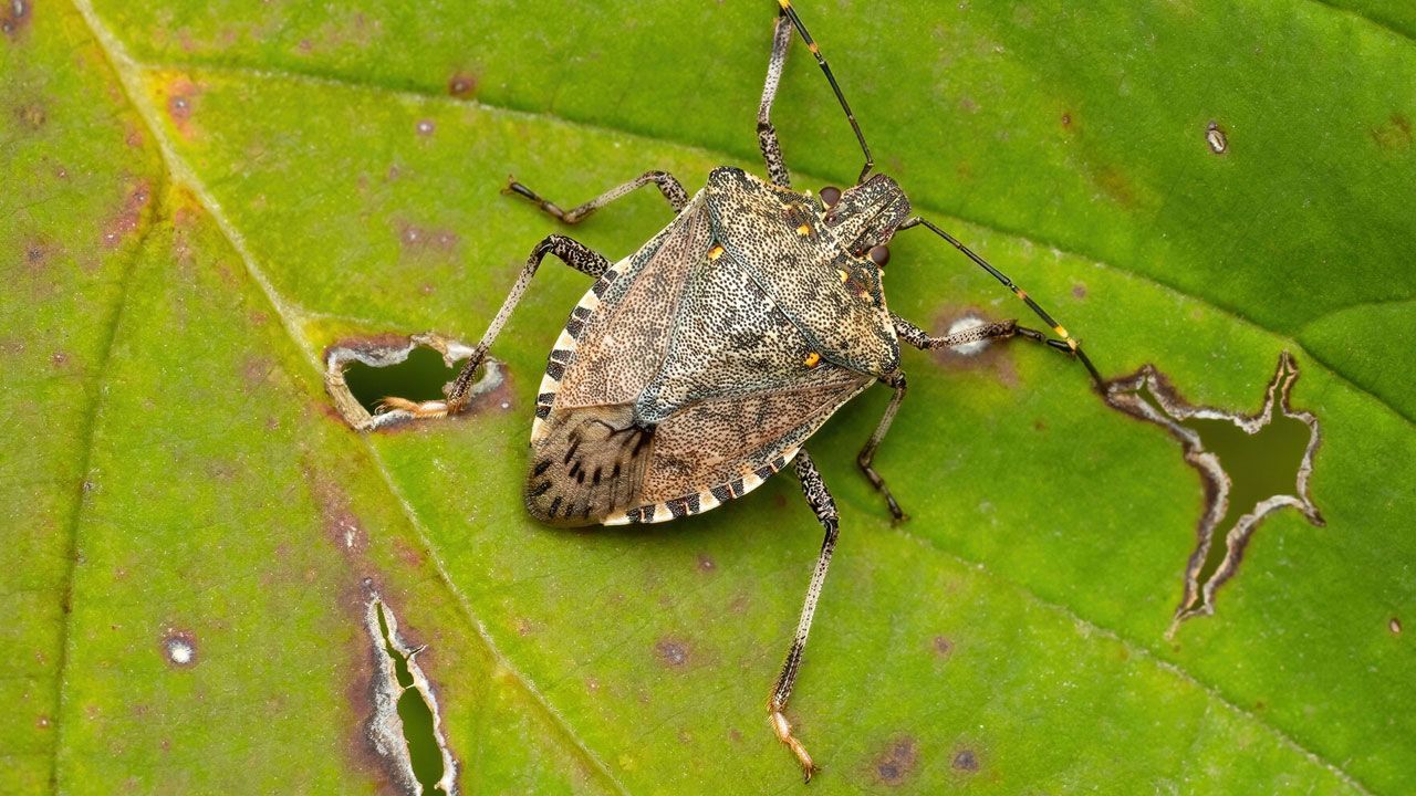 Invasione degli Insetti Kahverengi Kokarca in Turchia: Una Minaccia per l'Agricoltura e l'Ambiente