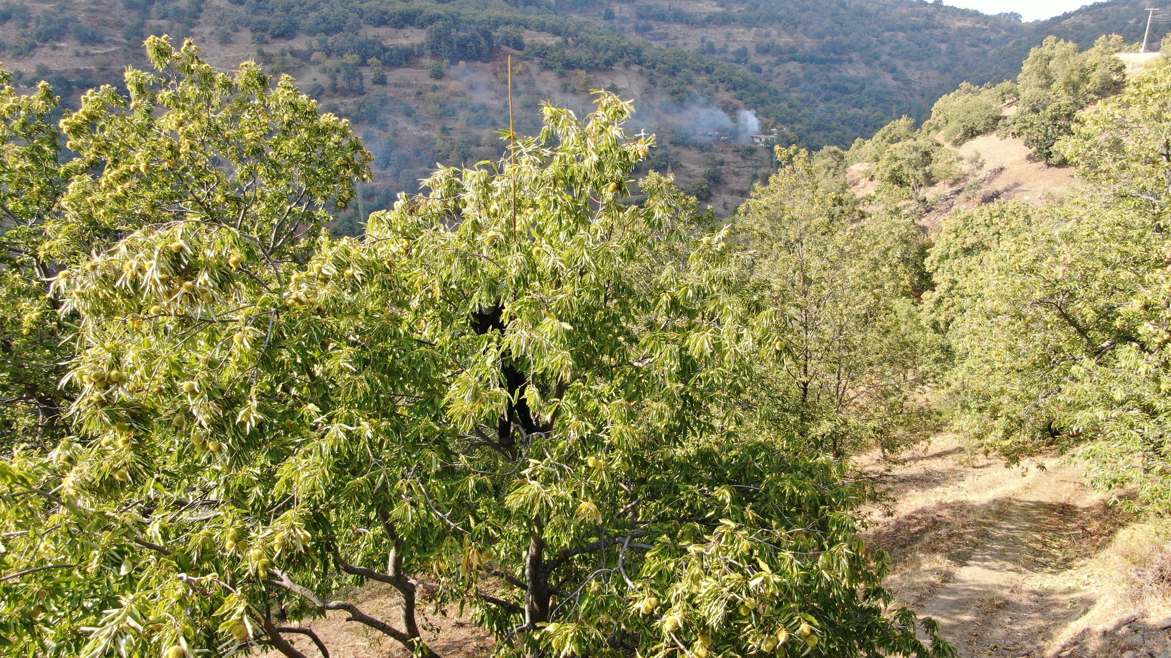 Aydın'da hasat başladı! 60-70 metrelik ağaçlara çıkıp günlük 5 bin TL kazanıyorlar - 5. Resim