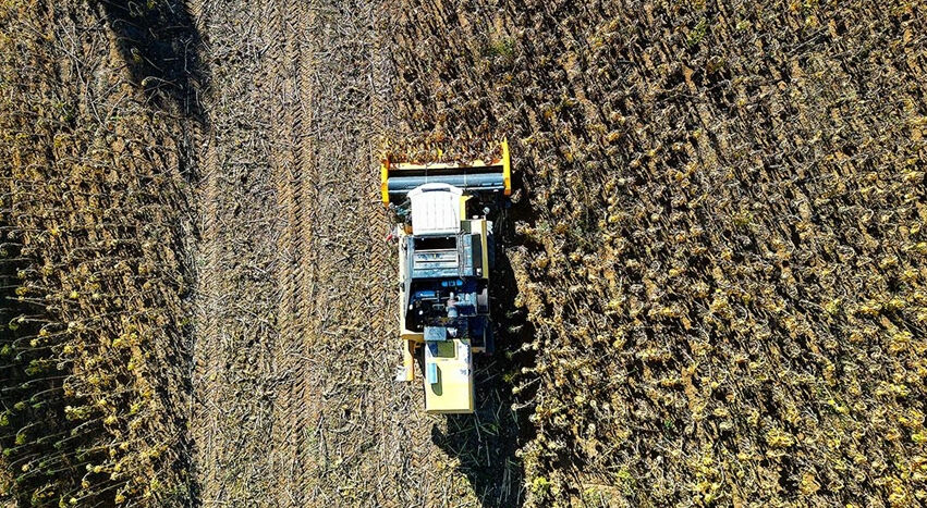 Ekim alanı genişledi, üreticinin yüzü güldü! 