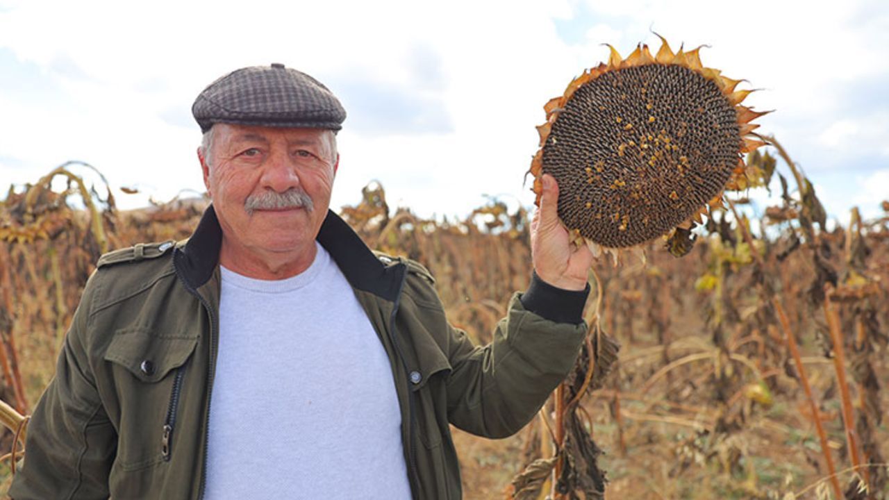 Ekim alanı genişledi, üreticinin yüzü güldü! &quot;Olmaz bu memlekette dediler, mükemmel sonuçlar aldım&quot;