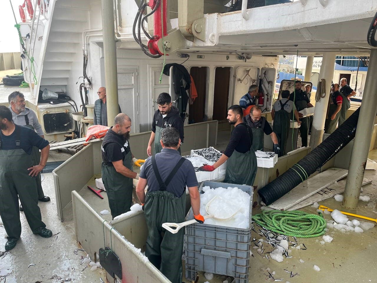Karadeniz'den hamsi fışkırıyor! Kilosu bakın kaç liraya düştü - 1. Resim