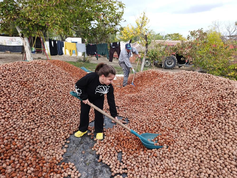 Hasat başladı, bereket yağdı! 500 tonu buluyor, İstanbul, Ankara, Tekirdağ'a gidiyor... Hasat başladı, bereket yağdı! 500 tonu buluyor, İstanbul, Ankara, Tekirdağ'a gidiyor... - 1. Resim
