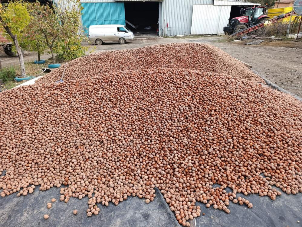 Hasat başladı, bereket yağdı! 500 tonu buluyor, İstanbul, Ankara, Tekirdağ'a gidiyor... Hasat başladı, bereket yağdı! 500 tonu buluyor, İstanbul, Ankara, Tekirdağ'a gidiyor... - 2. Resim