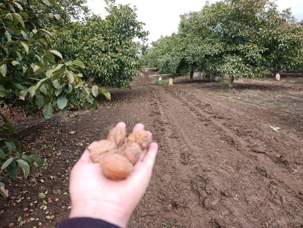 Hasat başladı, bereket yağdı! 500 tonu buluyor, İstanbul, Ankara, Tekirdağ'a gidiyor... Hasat başladı, bereket yağdı! 500 tonu buluyor, İstanbul, Ankara, Tekirdağ'a gidiyor... - 3. Resim