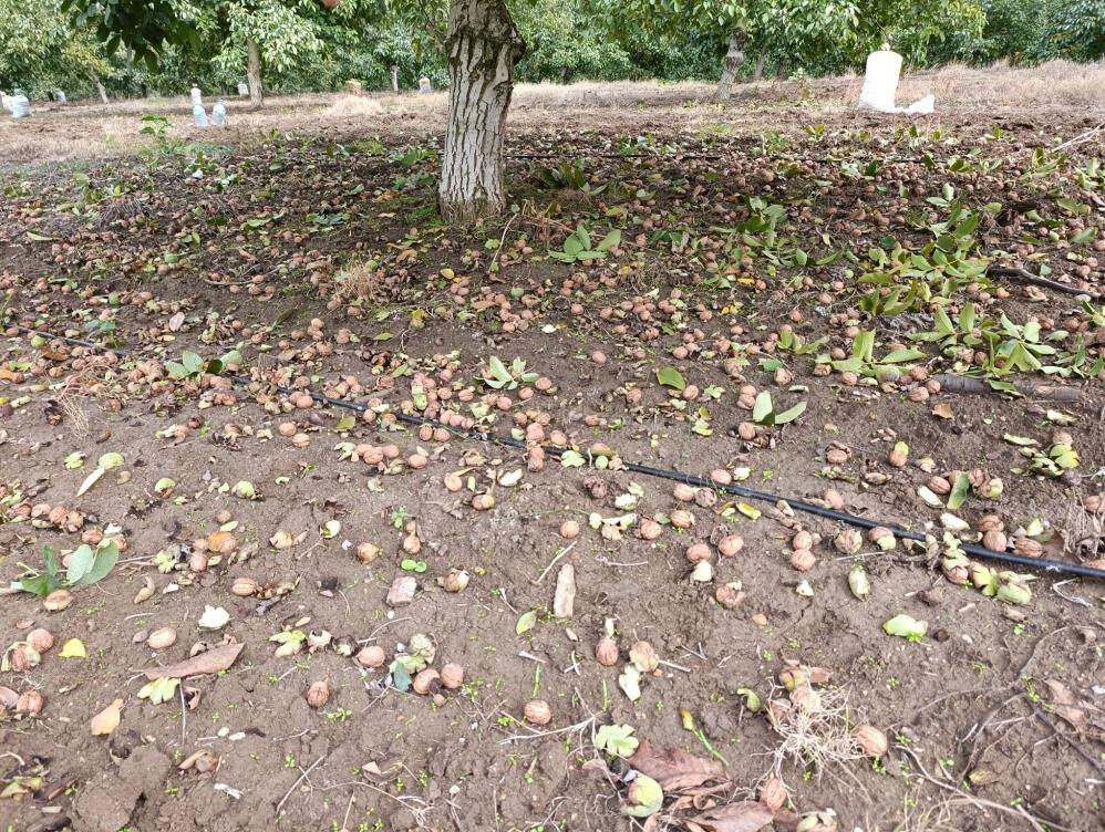 Hasat başladı, bereket yağdı! 500 tonu buluyor, İstanbul, Ankara, Tekirdağ'a gidiyor... Hasat başladı, bereket yağdı! 500 tonu buluyor, İstanbul, Ankara, Tekirdağ'a gidiyor... - 4. Resim