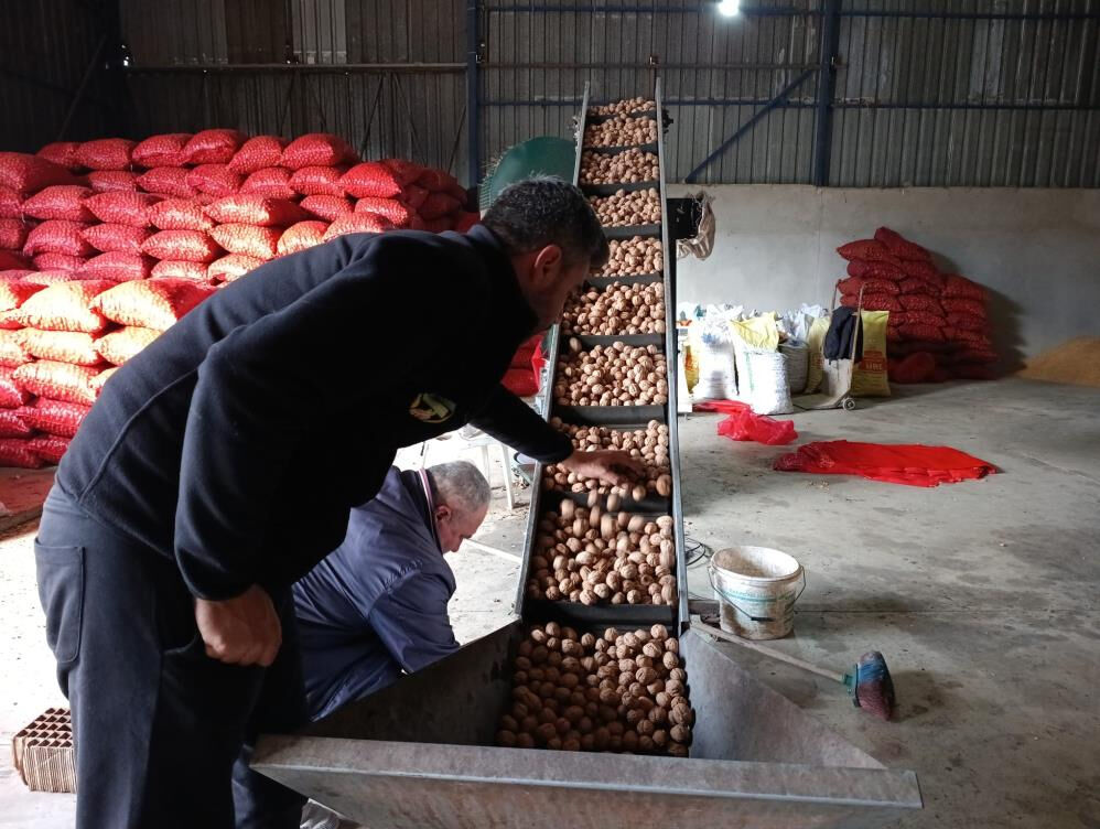 Hasat başladı, bereket yağdı! 500 tonu buluyor, İstanbul, Ankara, Tekirdağ'a gidiyor... Hasat başladı, bereket yağdı! 500 tonu buluyor, İstanbul, Ankara, Tekirdağ'a gidiyor... - 5. Resim