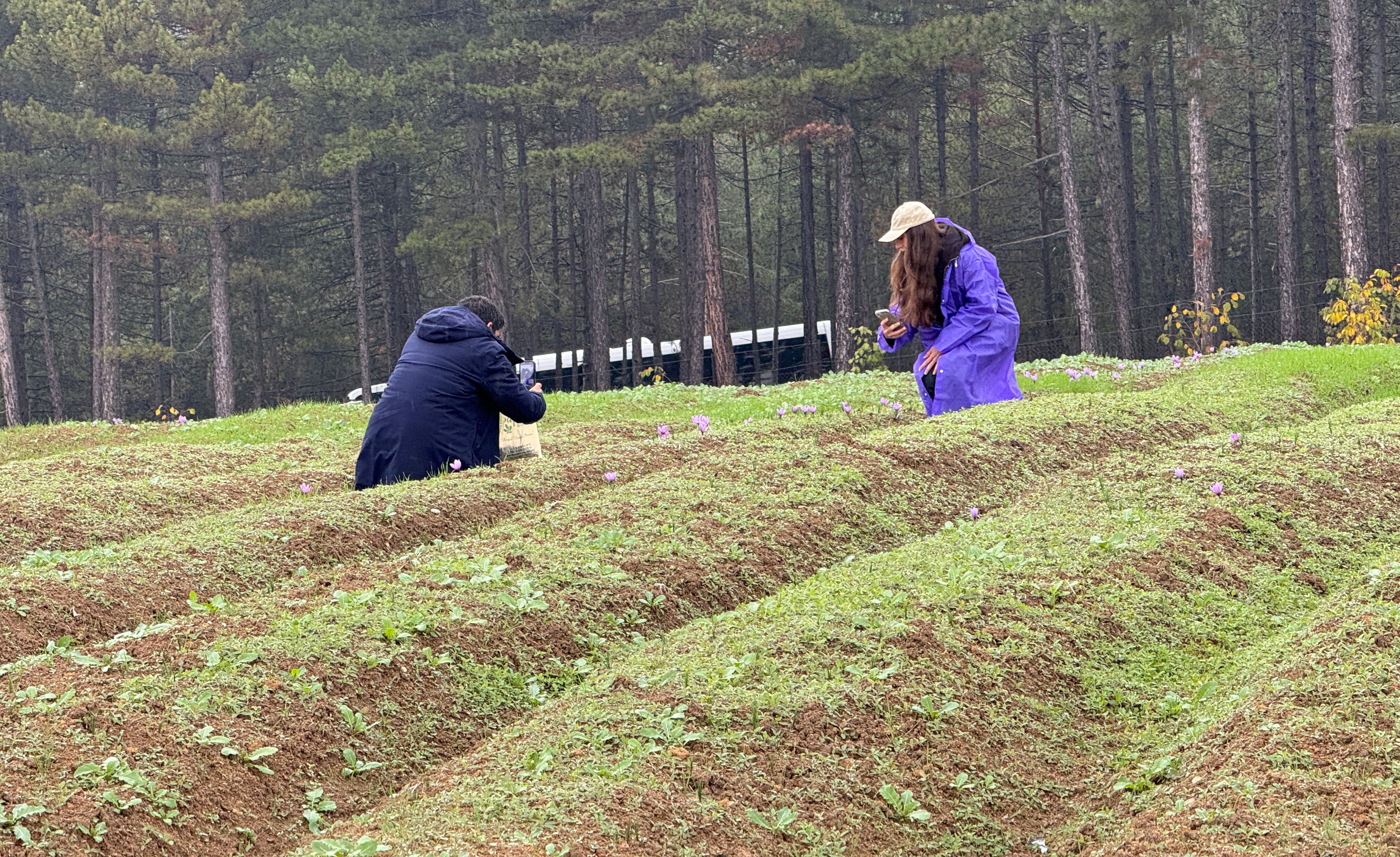 Kilosu 450 binden 650 bin liraya çıktı! Karadeniz'de altın değerinde hasat başladı - 1. Resim