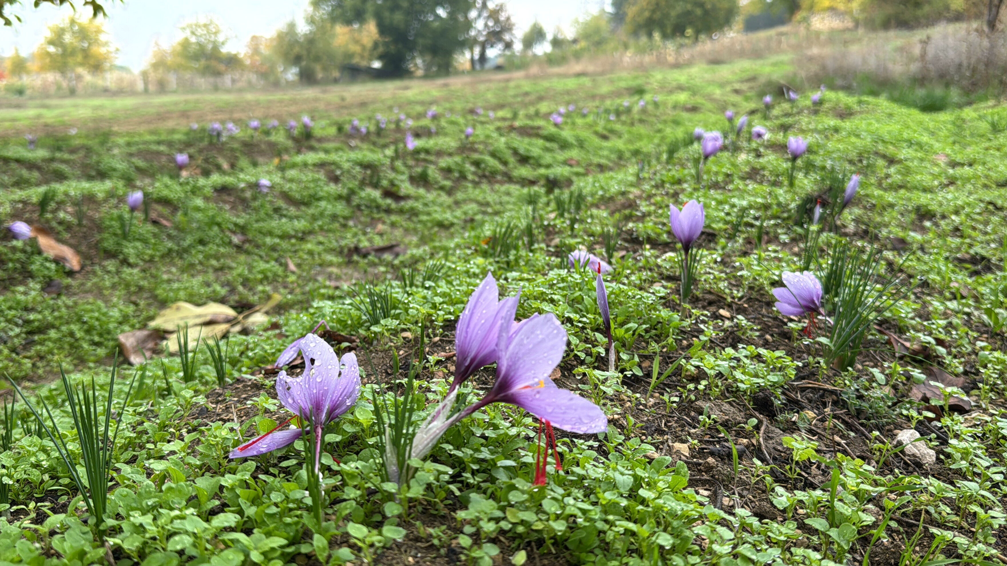 Kilosu 450 binden 650 bin liraya çıktı! Karadeniz'de altın değerinde hasat başladı - 3. Resim
